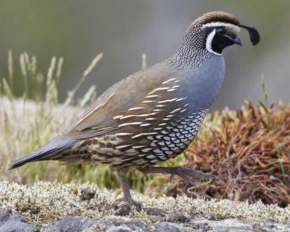 California_Quail_b57-13-081_l_1.jpg