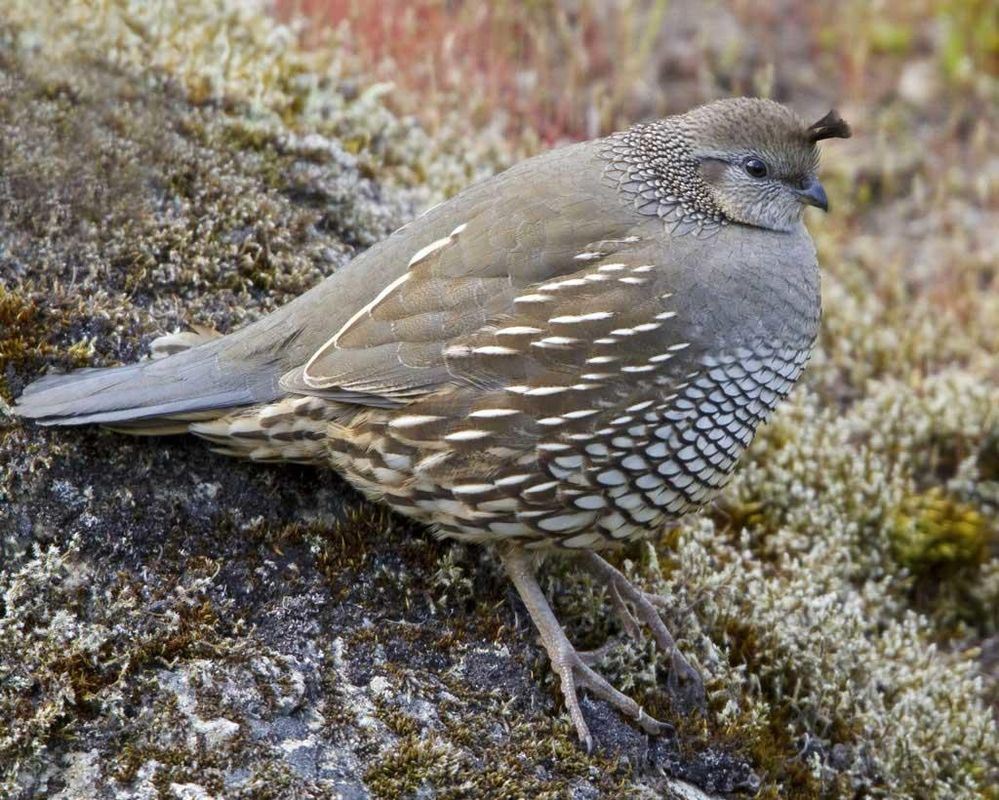 California_Quail_b57-13-080_l_1.jpg
