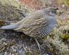 California_Quail_b57-13-080_l_1.jpg