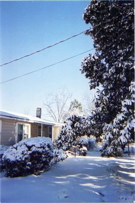 Mom's tree in the winter.
