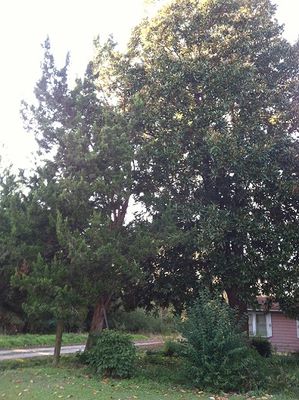 CEDAR TREE leans on MAGNOLIA TREE
