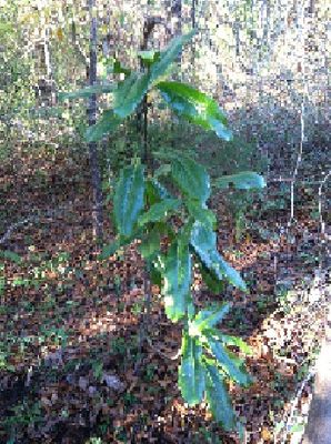 A small magnolia tree.