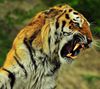 Tigers Roaring.jpg