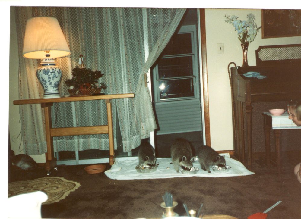 3 Baby Raccoons.jpg