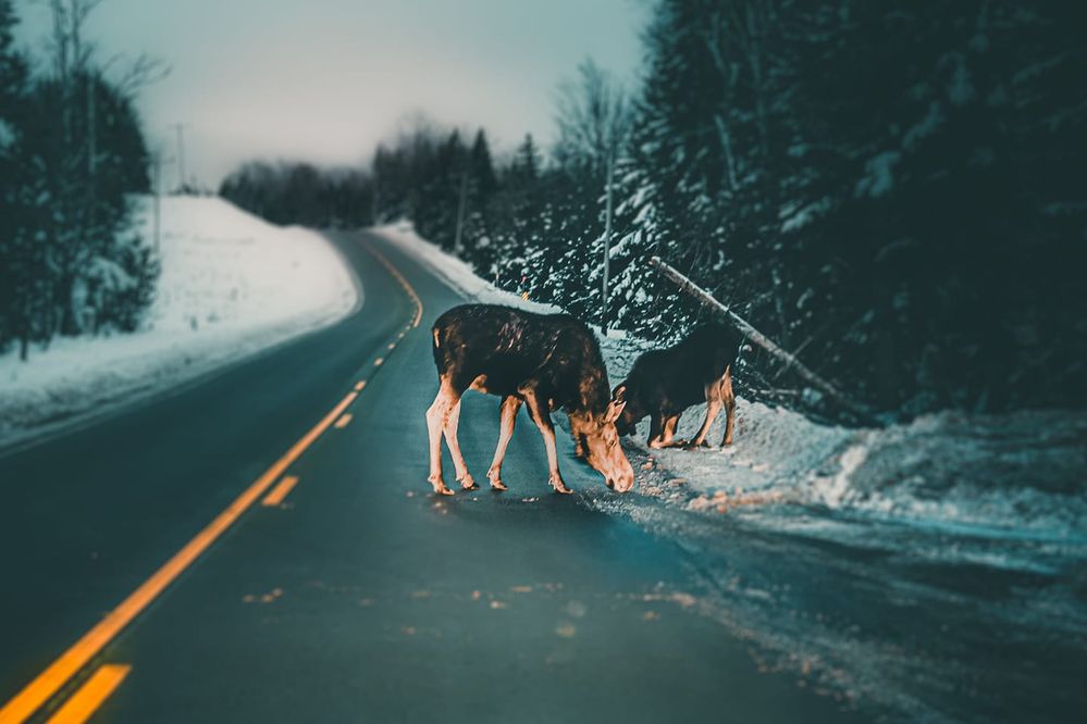 Salt lick from road salts