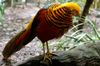 1280px-Chrysolophus_pictus_-Melbourne_Zoo,_Australia-8a.jpg
