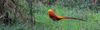 GoldenPheasant_preview.jpg