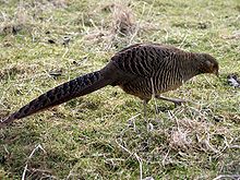220px-Fasanhona-1.jpg
