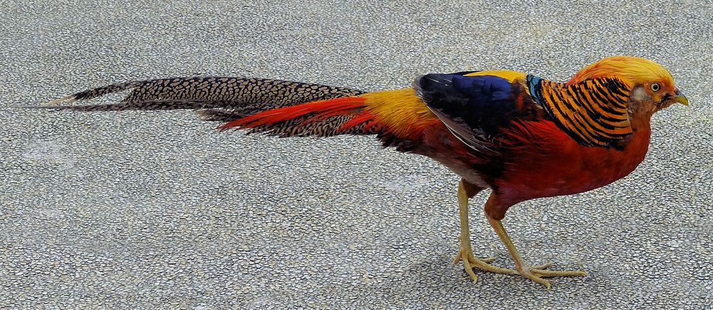 1280px-Chrysolophus_pictus_walking.jpeg