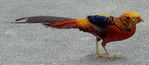 1280px-Chrysolophus_pictus_walking.jpeg