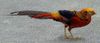 1280px-Chrysolophus_pictus_walking.jpeg