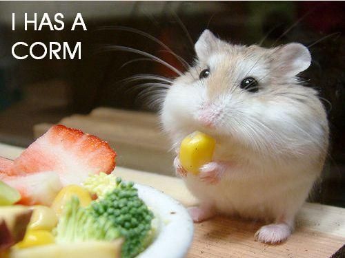 corm.jpg