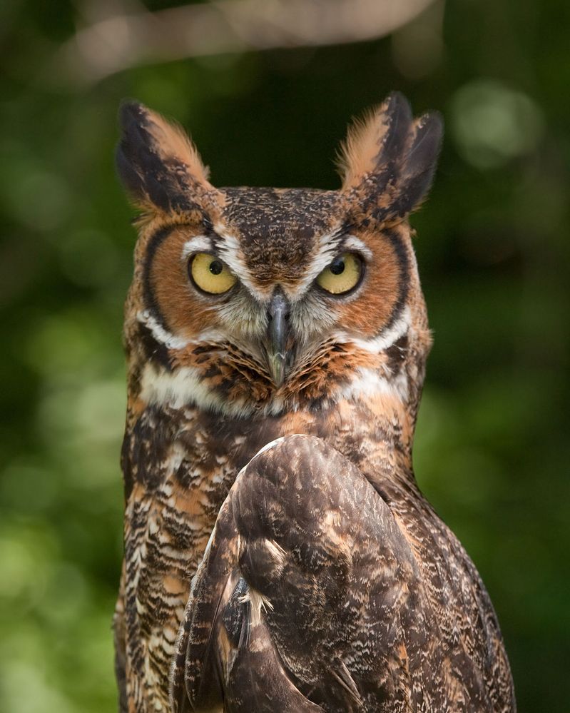 1280px-Bubo_virginianus_06.jpg