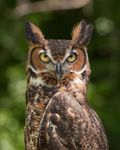 1280px-Bubo_virginianus_06.jpg