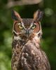 1280px-Bubo_virginianus_06.jpg