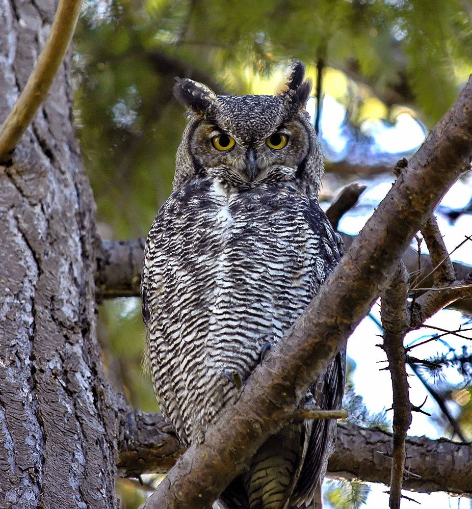 1280px-Bubo_virginianus_-Canada-6.jpg