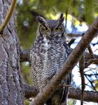 1280px-Bubo_virginianus_-Canada-6.jpg