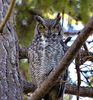 1280px-Bubo_virginianus_-Canada-6.jpg