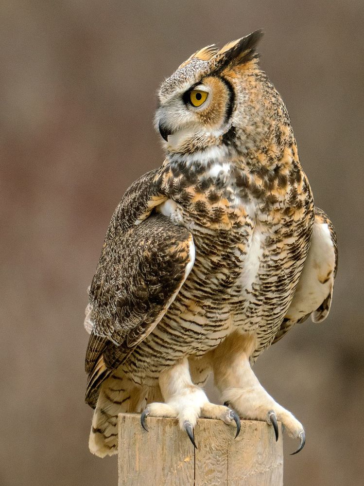 1280px-Talons,_Great_Horned_Owl.jpg