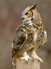 1280px-Talons,_Great_Horned_Owl.jpg