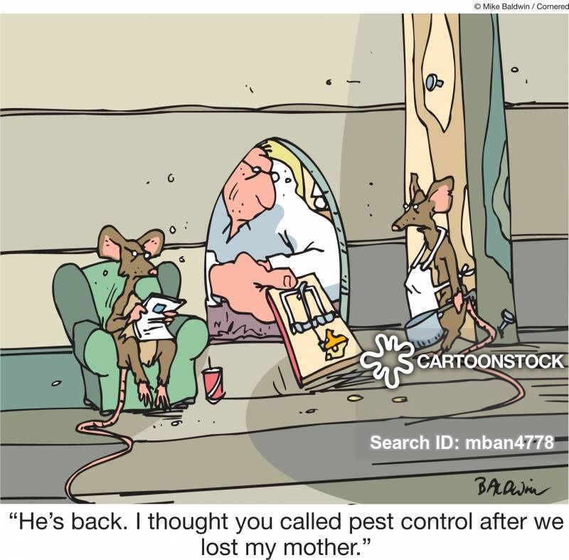 animals-mice-rat-rodent-pet-mousetrap-mban4778_low.jpg