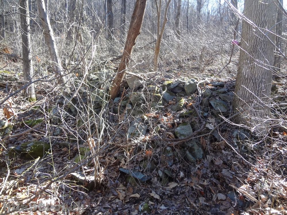 Possibly an outbuilding.  Very overgrown area.