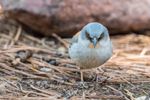 p1_4700_3_yellow-eyed-junco_sheen_watkins_kk.jpg