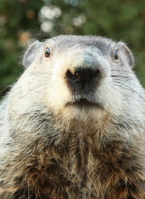 Phil says, "Early Spring!"