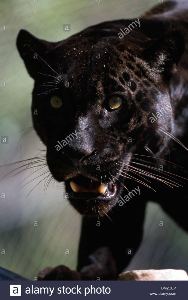 close-up-of-a-black-jaguar-panthera-onca-BM2CEP.jpg