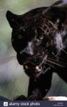 close-up-of-a-black-jaguar-panthera-onca-BM2CEP.jpg