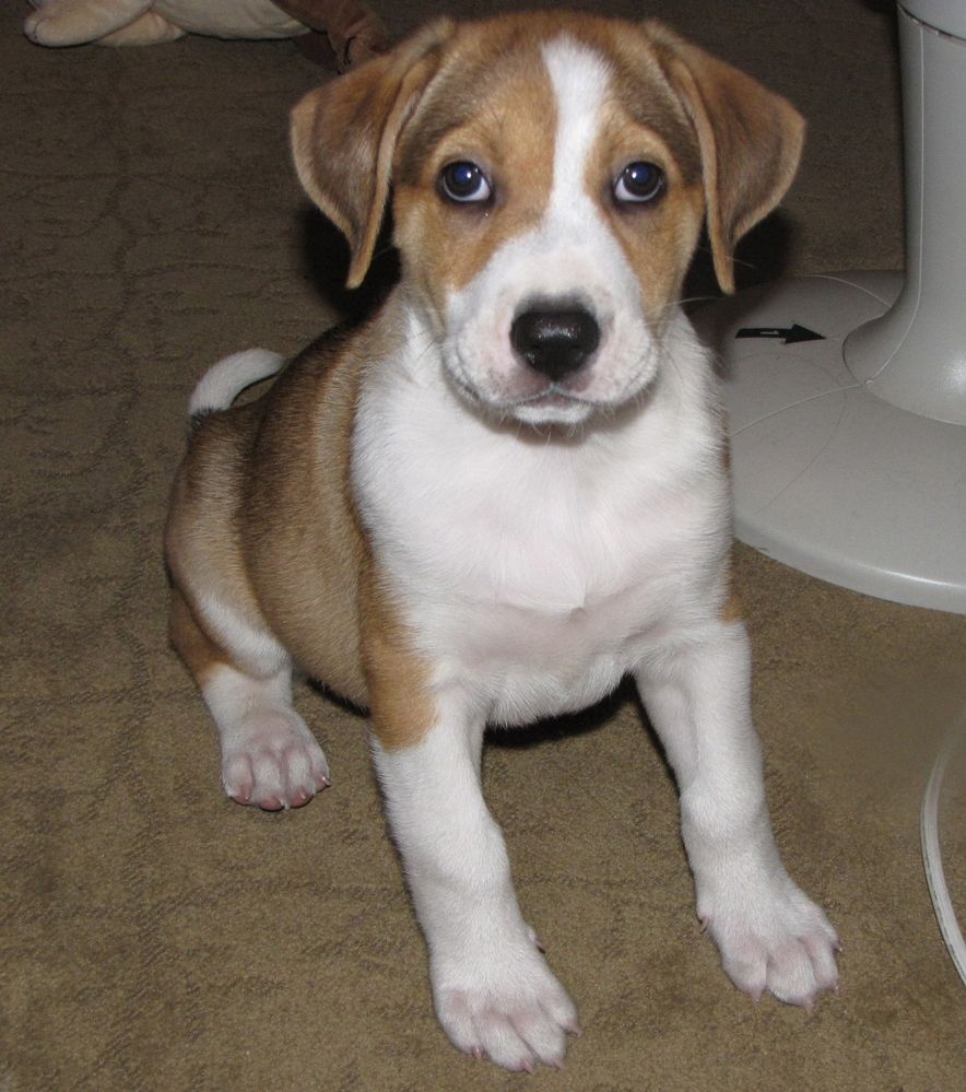 Baby Sid.JPG