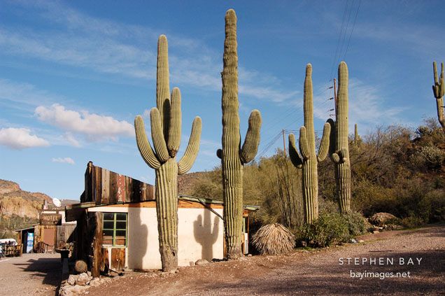 tortilla-flat-saguaro-cacti-5623.jpg