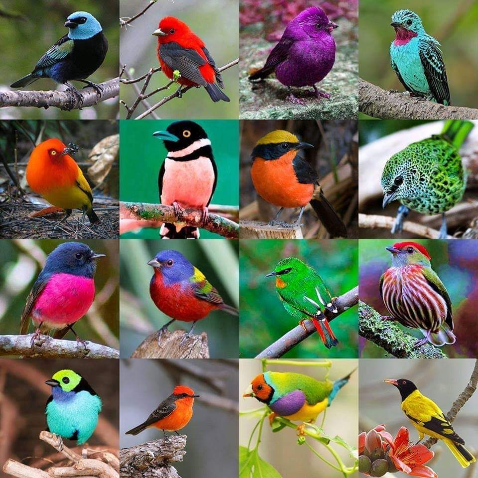 12366477_10203940142223523_2274146762508255847_n.jpg