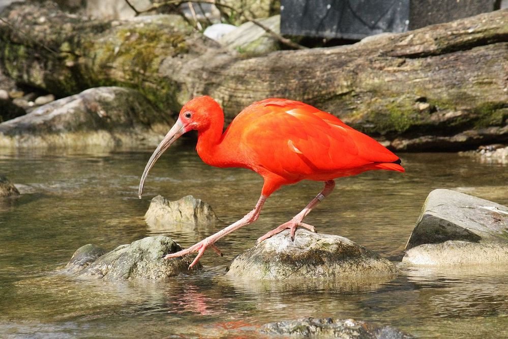 2016_Roter_Ibis.JPG