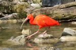2016_Roter_Ibis.JPG