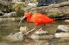 2016_Roter_Ibis.JPG
