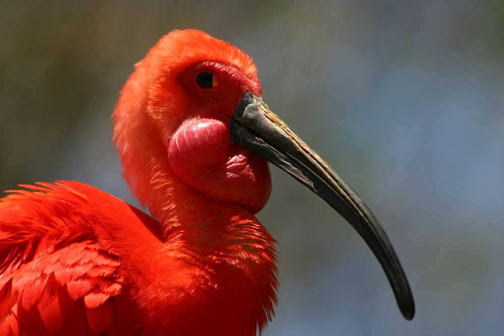 1280px-Head_of_Scarlet_Ibis.jpg