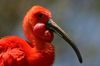 1280px-Head_of_Scarlet_Ibis.jpg