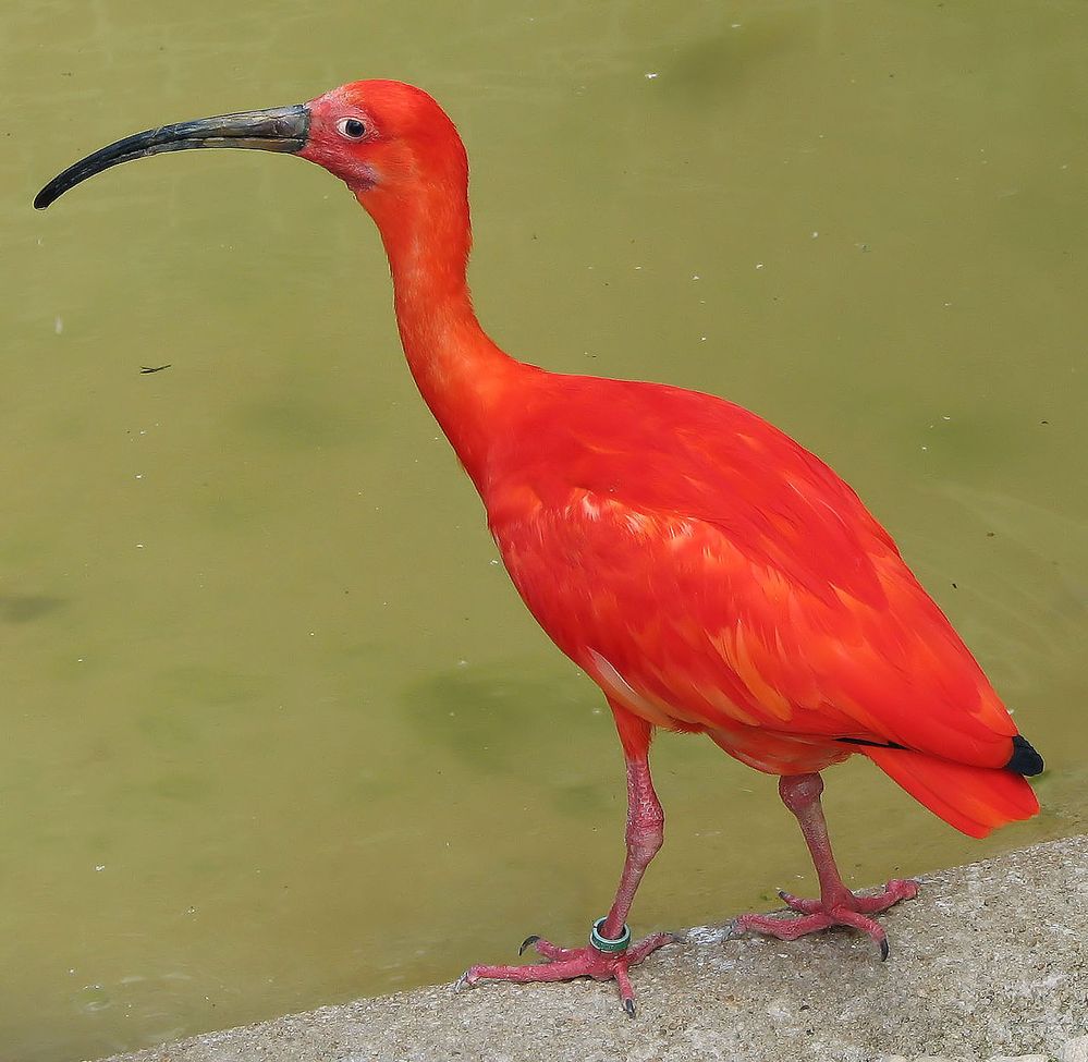 1280px-Scarlet_ibis_arp.jpg