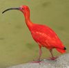 1280px-Scarlet_ibis_arp.jpg