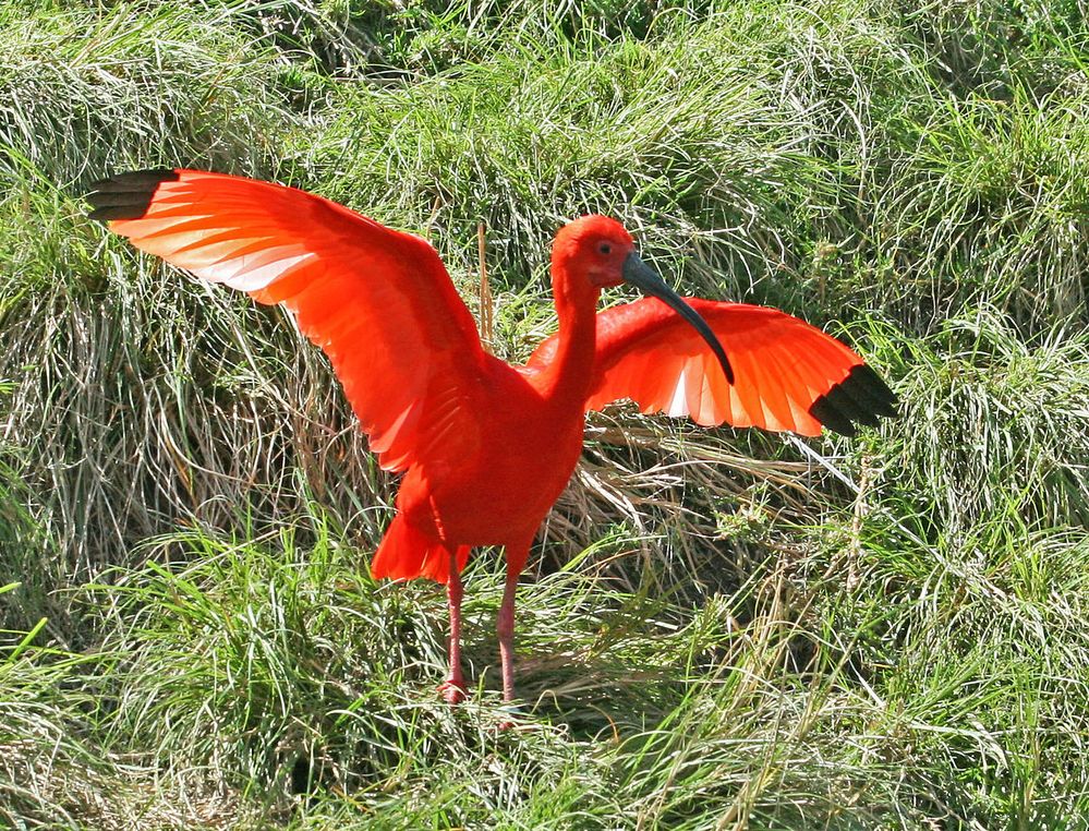 1280px-Scarlet_Ibis_SMTC.jpg