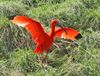 1280px-Scarlet_Ibis_SMTC.jpg