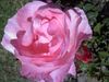 2010 4 flowers from yard (4).jpg