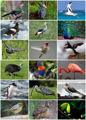 Bird_Diversity_2013.png