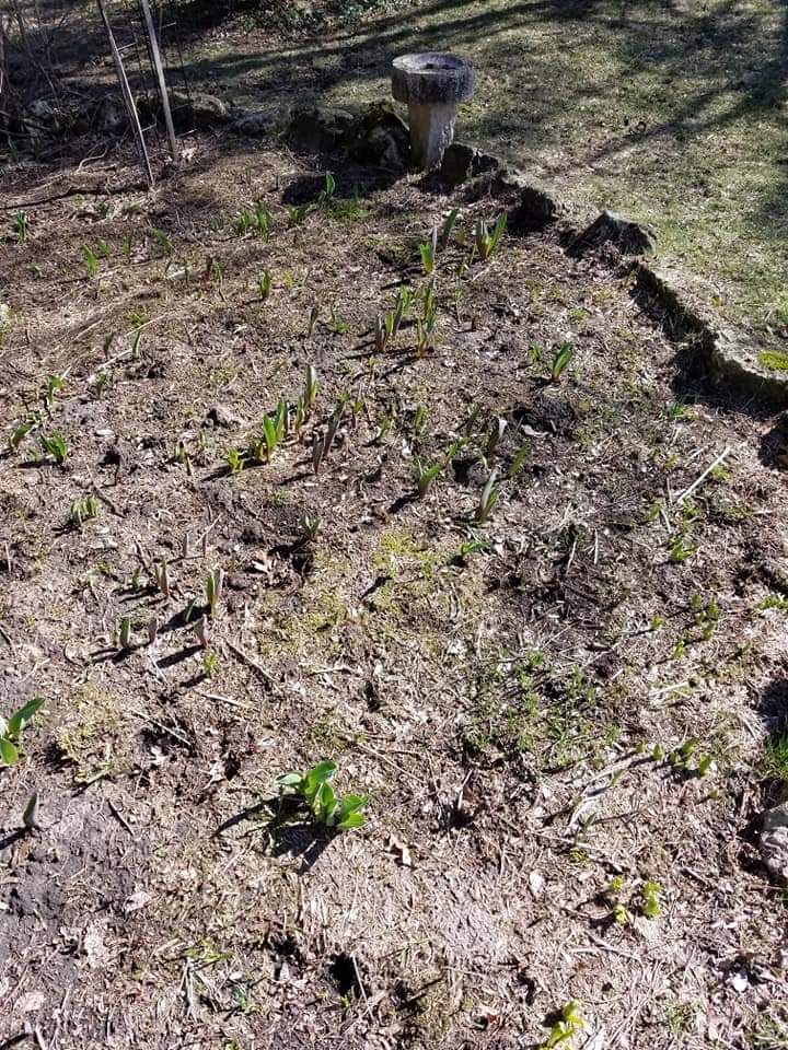The tulip garden continues to show signs of life