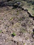 The tulip garden continues to show signs of life