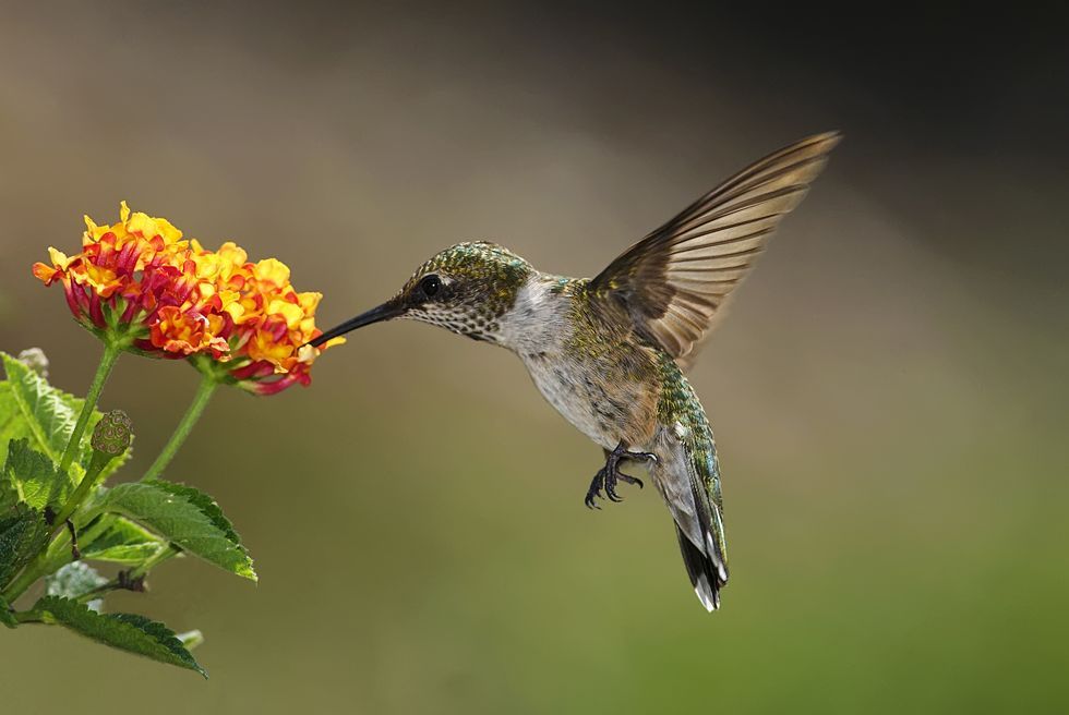 hummingbird-feeding-on-lantana-royalty-free-image-141454268-1566267759.jpg