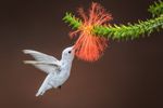 whiter-shade-of-pale-royalty-free-image-617195466-1566268161.jpg