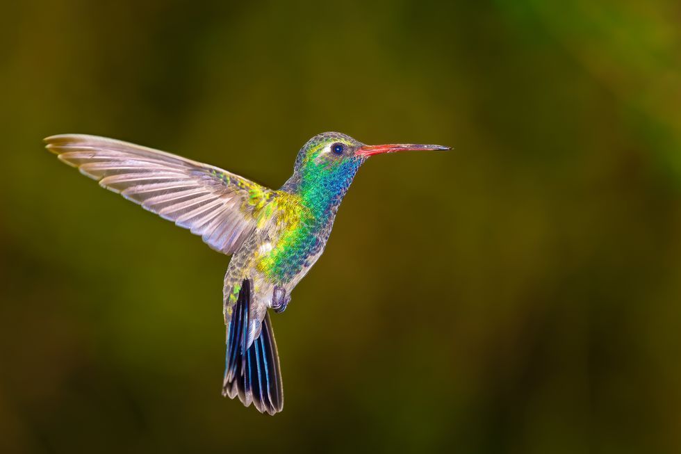 broadbilled-hummingbird-arizona-america-usa-royalty-free-image-605382749-1566267956.jpg