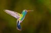 broadbilled-hummingbird-arizona-america-usa-royalty-free-image-605382749-1566267956.jpg